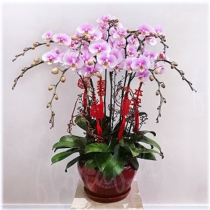 COR1   賀年蘭花 - "少女微笑"孖菖蝴蝶蘭 雙色蝴蝶蘭花 (sold out) COR1   賀年蘭花 - "少女微笑"孖菖蝴蝶蘭 雙色蝴蝶蘭花 (sold out)